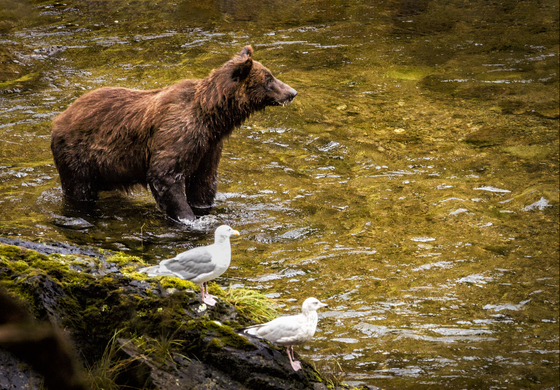 Tongass National Forest
