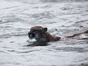 A cougar swimming across a channel
