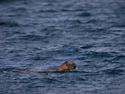 Side view of a cougar or mountain lion found swimming across a channel in British Columbia waters