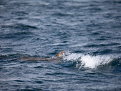 A cougar or mountain lion being hit by a wave as it is trying to swim across a channel