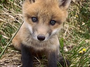 Cute wildlife taken by Nat 