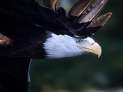 Focused Flight