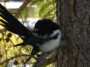 An itch