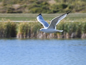 Ring Bill