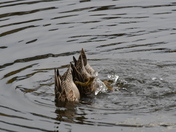 Feeding Bluewing