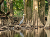 Congaree National Park
