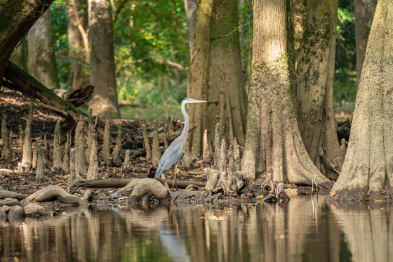 Congaree National Park