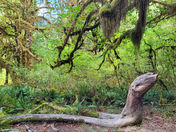 Olympic National Park