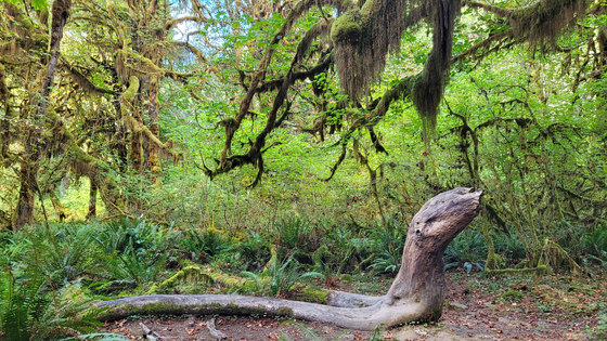 Olympic National Park