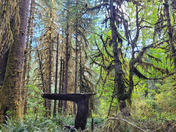 Olympic National Park