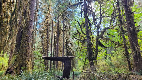 Olympic National Park