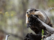 The Marmot King