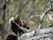 The Marmot King