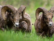 THE GARDEN OF BIG HORN RAMS