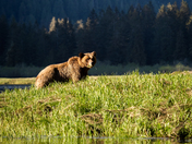 GRIZZLY BEAR COUNTRY
