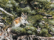 Medicine Bow-Routt National Forest