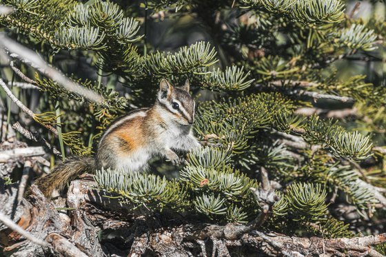 Medicine Bow-Routt National Forest