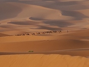 Desert Camels