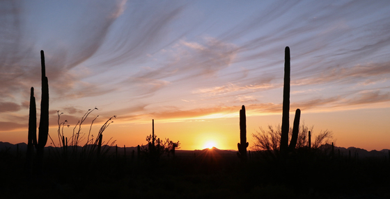 Saguaro National Park West