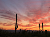 Saguaro National Park West