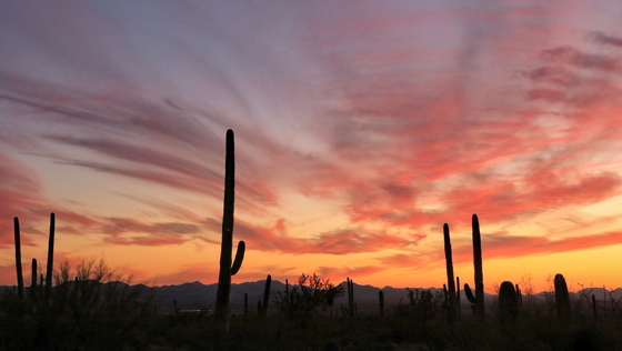 Saguaro National Park West