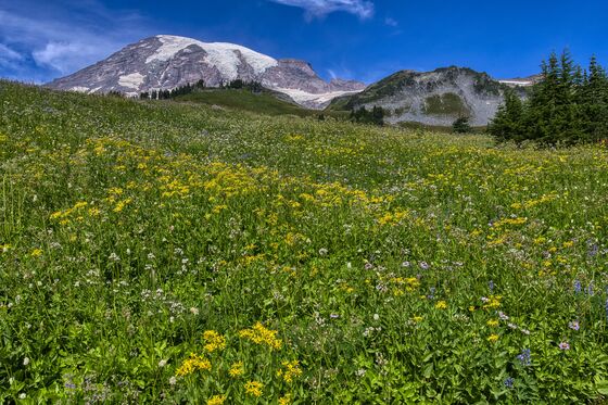 Mount Rainier National Park