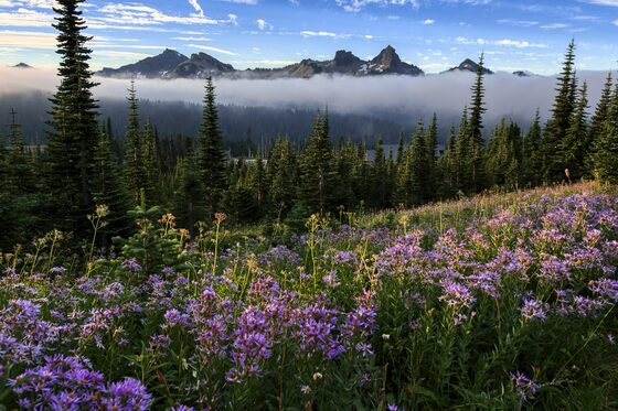 Mount Rainier National Park