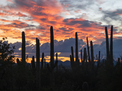 Saguaro National Park West