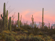 Saguaro National Park West