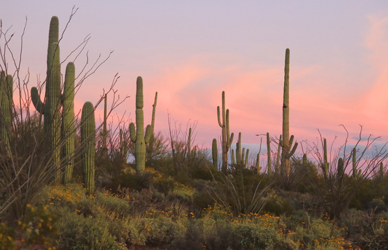 Saguaro National Park West