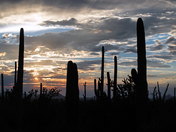 Saguaro National Park West