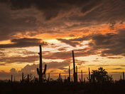 Saguaro National Park West