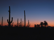 Saguaro National Park west