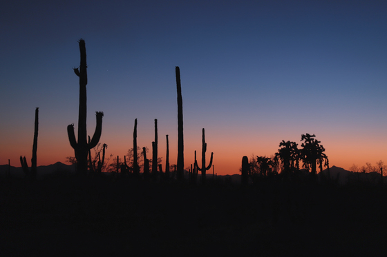 Saguaro National Park west