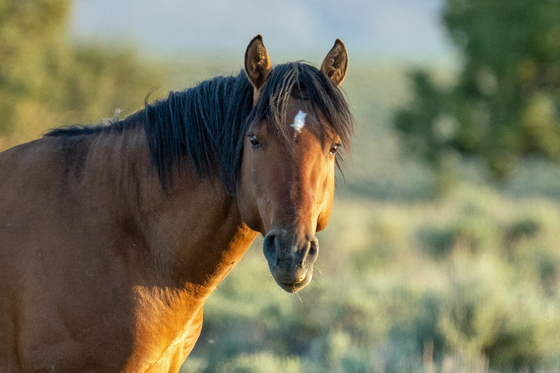 Steens Mountain