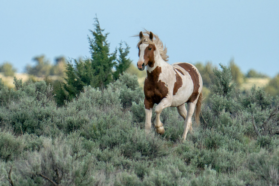 Steens Mountain