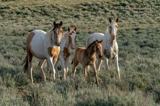 Steens Mountain