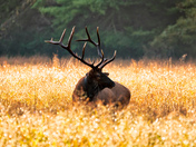 Great Smoky Mountain National Park