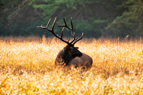Great Smoky Mountain National Park