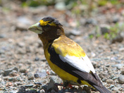 Grosbeak