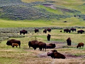 Yellowstone National Park