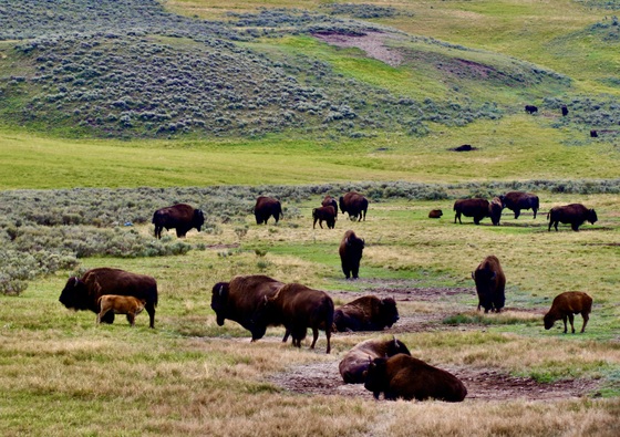 Yellowstone National Park