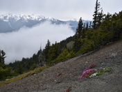 Olympic National Park