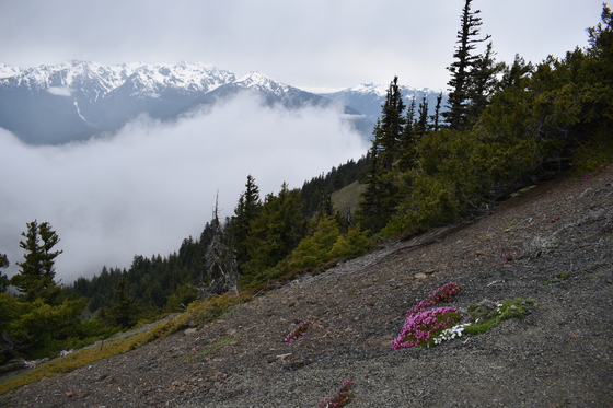 Olympic National Park