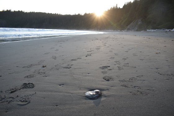 Olympic National Park