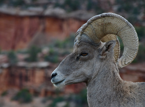 Colorado National Monument