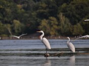Egrets gathering, before migrating South.