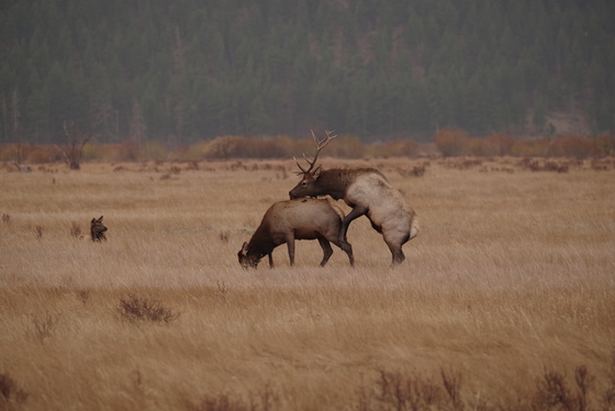 Rocky Mountain National Park