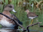 Solitary Sandpiper & American Wiheon