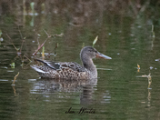 Northern Shoveler 